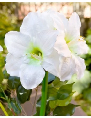 Amaryllis mit doppeltem Kopf 85cm