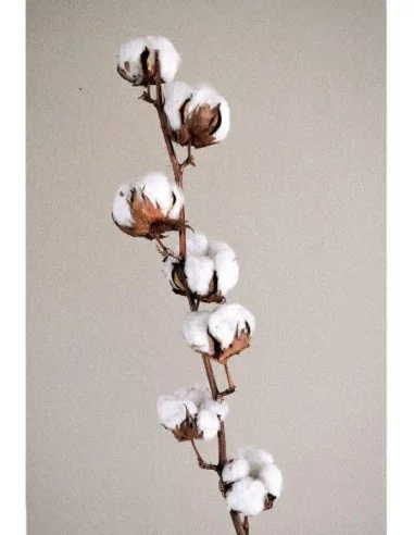 Branche 7 Fleurs de Coton 68cm