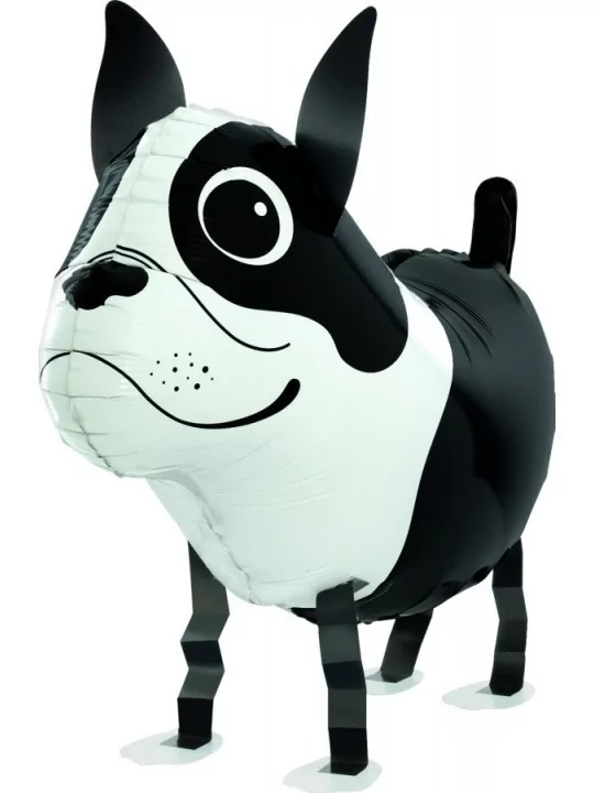 Ballon alu Walker Boston Terrier 57x37cm Airwalker & Airloonz